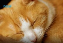 Šta vam vaša mačka zaista želi poručiti kad vam legne na prsa Šta vam vaša mačka zaista želi poručiti kad vam legne na prsa