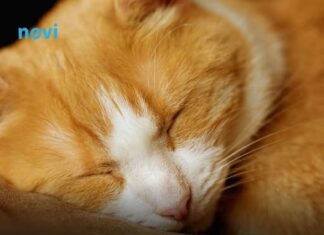 Šta vam vaša mačka zaista želi poručiti kad vam legne na prsa Šta vam vaša mačka zaista želi poručiti kad vam legne na prsa