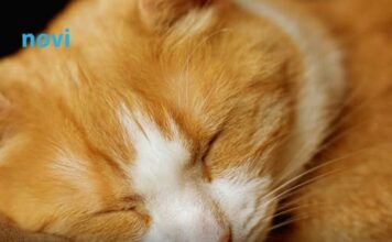 Šta vam vaša mačka zaista želi poručiti kad vam legne na prsa Šta vam vaša mačka zaista želi poručiti kad vam legne na prsa