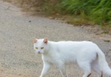 Šta znači kad vam bela mačka pređe put: Veruje se da ima skrivenu poruku Šta znači kad vam bela mačka pređe put: Veruje se da ima skrivenu poruku