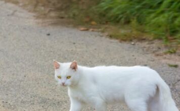 Šta znači kad vam bela mačka pređe put: Veruje se da ima skrivenu poruku Šta znači kad vam bela mačka pređe put: Veruje se da ima skrivenu poruku
