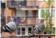 Stavite 1 predmet na terasu i otjeraćete golubove zauvijek: Sitnica od koje bježe glavom bez obzira Stavite 1 predmet na terasu i otjeraćete golubove zauvijek: Sitnica od koje bježe glavom bez obzira