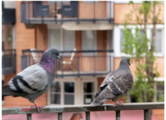 Stavite 1 predmet na terasu i otjeraćete golubove zauvijek: Sitnica od koje bježe glavom bez obzira Stavite 1 predmet na terasu i otjeraćete golubove zauvijek: Sitnica od koje bježe glavom bez obzira