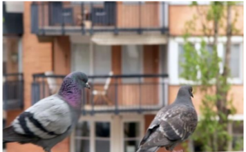 Stavite 1 predmet na terasu i otjeraćete golubove zauvijek: Sitnica od koje bježe glavom bez obzira Stavite 1 predmet na terasu i otjeraćete golubove zauvijek: Sitnica od koje bježe glavom bez obzira