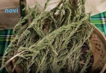 Sve više ljudi pali grančice ruzmarina u domu: Evo zašto Sve više ljudi pali grančice ruzmarina u domu: Evo zašto