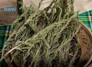 Sve više ljudi pali grančice ruzmarina u domu: Evo zašto Sve više ljudi pali grančice ruzmarina u domu: Evo zašto