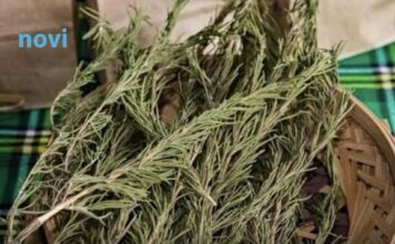 Sve više ljudi pali grančice ruzmarina u domu: Evo zašto Sve više ljudi pali grančice ruzmarina u domu: Evo zašto