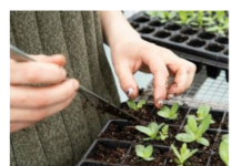 Tri biljke posadite u novembru i čekat će vas puna bašta na proljeće Tri biljke posadite u novembru i čekat će vas puna bašta na proljeće