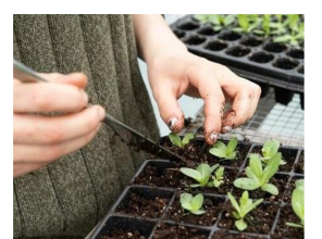 Tri biljke posadite u novembru i čekat će vas puna bašta na proljeće Tri biljke posadite u novembru i čekat će vas puna bašta na proljeće