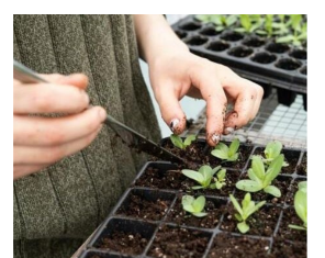 Tri biljke posadite u novembru i čekat će vas puna bašta na proljeće Tri biljke posadite u novembru i čekat će vas puna bašta na proljeće