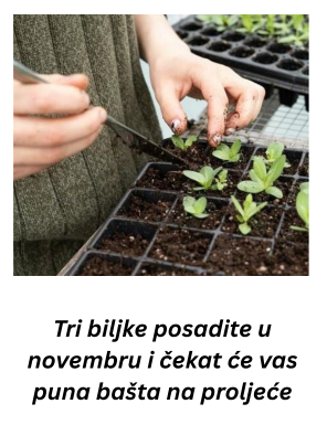 Tri biljke posadite u novembru i čekat će vas puna bašta na proljeće Tri biljke posadite u novembru i čekat će vas puna bašta na proljeće