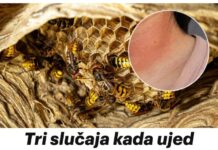 Tri slučaja kada ujed stršljena može da bude fatalan: Jedna stvar mora da se uradi ODMAH Tri slučaja kada ujed stršljena može da bude fatalan: Jedna stvar mora da se uradi ODMAH