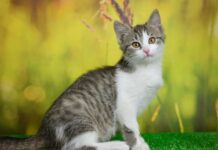 TRLJA LI SE MAČKA UZ VAŠE NOGE: Evo šta vam pokušava reći TRLJA LI SE MAČKA UZ VAŠE NOGE: Evo šta vam pokušava reći