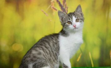 TRLJA LI SE MAČKA UZ VAŠE NOGE: Evo šta vam pokušava reći TRLJA LI SE MAČKA UZ VAŠE NOGE: Evo šta vam pokušava reći