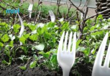 Učinkoviti trik: Evo zašto biste u svoj vrt ove zime trebali staviti plastične viljuške? Učinkoviti trik: Evo zašto biste u svoj vrt ove zime trebali staviti plastične viljuške?