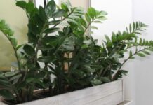 Zamija ne voli mnogo vode, a jedan napitak obožava: Počastite je, a ona će kuću napuniti srećom i parama Zamija ne voli mnogo vode, a jedan napitak obožava: Počastite je, a ona će kuću napuniti srećom i parama