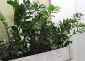 Zamija ne voli mnogo vode, a jedan napitak obožava: Počastite je, a ona će kuću napuniti srećom i parama Zamija ne voli mnogo vode, a jedan napitak obožava: Počastite je, a ona će kuću napuniti srećom i parama