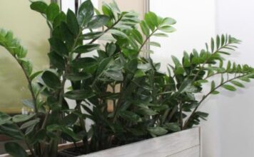 Zamija ne voli mnogo vode, a jedan napitak obožava: Počastite je, a ona će kuću napuniti srećom i parama Zamija ne voli mnogo vode, a jedan napitak obožava: Počastite je, a ona će kuću napuniti srećom i parama