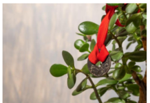 9 načina da aktivirate krasulu da privlači novac: Ne držite je na jednom mestu i stavite ovo ispod saksije 9 načina da aktivirate krasulu da privlači novac: Ne držite je na jednom mestu i stavite ovo ispod saksije