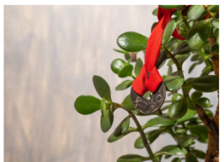 9 načina da aktivirate krasulu da privlači novac: Ne držite je na jednom mestu i stavite ovo ispod saksije 9 načina da aktivirate krasulu da privlači novac: Ne držite je na jednom mestu i stavite ovo ispod saksije