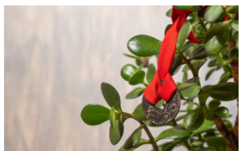 9 načina da aktivirate krasulu da privlači novac: Ne držite je na jednom mestu i stavite ovo ispod saksije 9 načina da aktivirate krasulu da privlači novac: Ne držite je na jednom mestu i stavite ovo ispod saksije