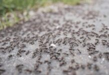 BJEŽE KAO LUDI: Ovo je “bijela smrt” za mrave, a nije ni so, ni soda bikarbona! BJEŽE KAO LUDI: Ovo je “bijela smrt” za mrave, a nije ni so, ni soda bikarbona!