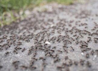 BJEŽE KAO LUDI: Ovo je “bijela smrt” za mrave, a nije ni so, ni soda bikarbona! BJEŽE KAO LUDI: Ovo je “bijela smrt” za mrave, a nije ni so, ni soda bikarbona!