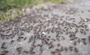 BJEŽE KAO LUDI: Ovo je “bijela smrt” za mrave, a nije ni so, ni soda bikarbona! BJEŽE KAO LUDI: Ovo je “bijela smrt” za mrave, a nije ni so, ni soda bikarbona!