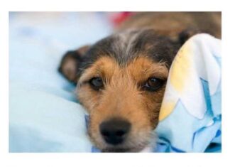 Do sada su vas lagali: Evo zašto pas treba da spava sa vama u krevetu! Do sada su vas lagali: Evo zašto pas treba da spava sa vama u krevetu!