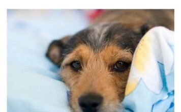 Do sada su vas lagali: Evo zašto pas treba da spava sa vama u krevetu! Do sada su vas lagali: Evo zašto pas treba da spava sa vama u krevetu!