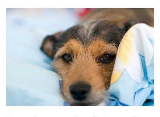 Do sada su vas lagali: Evo zašto pas treba da spava sa vama u krevetu! Do sada su vas lagali: Evo zašto pas treba da spava sa vama u krevetu!