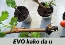 EVO kako da u jesen/zimu proizvedemo sadnice grožđa za proljetnu sadnju EVO kako da u jesen/zimu proizvedemo sadnice grožđa za proljetnu sadnju