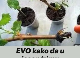 EVO kako da u jesen/zimu proizvedemo sadnice grožđa za proljetnu sadnju EVO kako da u jesen/zimu proizvedemo sadnice grožđa za proljetnu sadnju