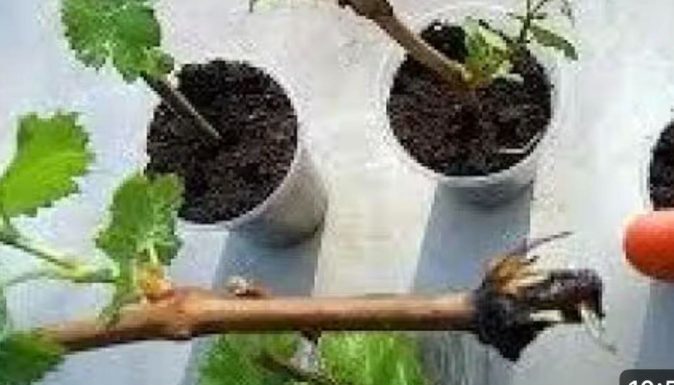 EVO kako da u jesen/zimu proizvedemo sadnice grožđa za proljetnu sadnju EVO kako da u jesen/zimu proizvedemo sadnice grožđa za proljetnu sadnju