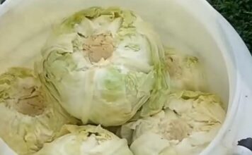 Evo kako spasiti gnjecavi kiseli kupus: Jedan dodatak vraća mu čvrstoću i ukus Evo kako spasiti gnjecavi kiseli kupus: Jedan dodatak vraća mu čvrstoću i ukus