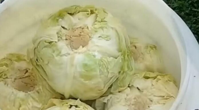 Evo kako spasiti gnjecavi kiseli kupus: Jedan dodatak vraća mu čvrstoću i ukus Evo kako spasiti gnjecavi kiseli kupus: Jedan dodatak vraća mu čvrstoću i ukus