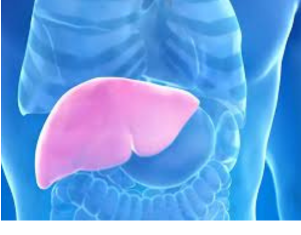 Hepatolog tvrdi da jedno voće obnavlja jetru za 7 dana, a sve zbog ovog enzima Hepatolog tvrdi da jedno voće obnavlja jetru za 7 dana, a sve zbog ovog enzima