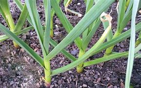 Kako neutralisati miris bijelog luka: Ako ga ovako konzumirate, niko neće primijetiti, a vi ćete ojačati imunitet Kako neutralisati miris bijelog luka: Ako ga ovako konzumirate, niko neće primijetiti, a vi ćete ojačati imunitet