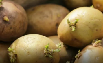 Kako spriječiti krompire da ne prokliju? Isprobajte fantastični trik naših baka! Kako spriječiti krompire da ne prokliju? Isprobajte fantastični trik naših baka!