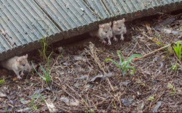 MIŠEVI I PACOVI ĆE TRAJNO NESTATI! 😲👆Umjesto kemikalija, isprobajte ovo prirodno oružje protiv glodavaca!