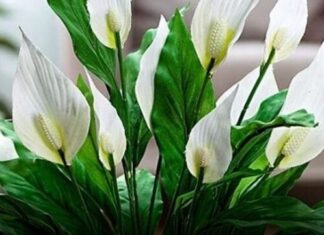 Muka vam je od čekanja da vaš spathiphyllum procvjeta Ovih šest savjeta promijenilo je sve za mene Muka vam je od čekanja da vaš spathiphyllum procvjeta Ovih šest savjeta promijenilo je sve za mene