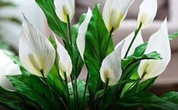Muka vam je od čekanja da vaš spathiphyllum procvjeta Ovih šest savjeta promijenilo je sve za mene Muka vam je od čekanja da vaš spathiphyllum procvjeta Ovih šest savjeta promijenilo je sve za mene