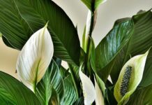 Ova biljka kupi svu vlagu i buđ iz kuće, ali teško podnosi grejnu sezonu Ova biljka kupi svu vlagu i buđ iz kuće, ali teško podnosi grejnu sezonu