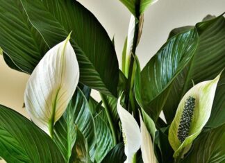 Ova biljka kupi svu vlagu i buđ iz kuće, ali teško podnosi grejnu sezonu Ova biljka kupi svu vlagu i buđ iz kuće, ali teško podnosi grejnu sezonu