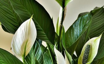 Ova biljka kupi svu vlagu i buđ iz kuće, ali teško podnosi grejnu sezonu Ova biljka kupi svu vlagu i buđ iz kuće, ali teško podnosi grejnu sezonu