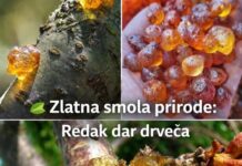 Ova smola je veoma skupa jer je veoma moćna. Većina ljudi nema pojma… Ova smola je veoma skupa jer je veoma moćna. Većina ljudi nema pojma…