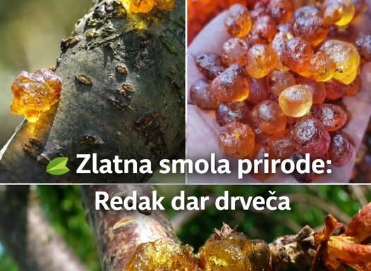 Ova smola je veoma skupa jer je veoma moćna. Većina ljudi nema pojma… Ova smola je veoma skupa jer je veoma moćna. Većina ljudi nema pojma…