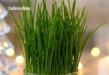 Posijale smo pšenicu u zemlju i u vatu – evo koja metoda je bolja Posijale smo pšenicu u zemlju i u vatu – evo koja metoda je bolja