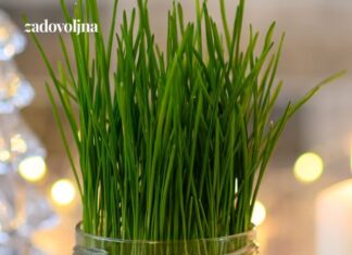 Posijale smo pšenicu u zemlju i u vatu – evo koja metoda je bolja Posijale smo pšenicu u zemlju i u vatu – evo koja metoda je bolja