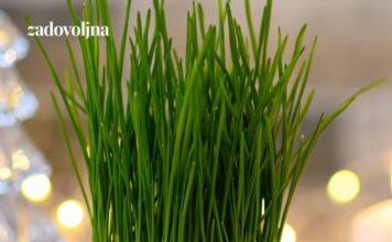 Posijale smo pšenicu u zemlju i u vatu – evo koja metoda je bolja Posijale smo pšenicu u zemlju i u vatu – evo koja metoda je bolja